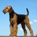 Moses 2008 Werbefoto 003.jpg