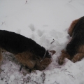 unsere Airedales
