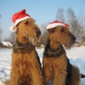 weihnachtsfeen