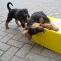 Paketknacker (7 Wochen)