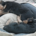 barney-und-ich-halten-mittagsschlaf-09-02