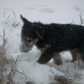 Benno
