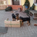 Paketservice