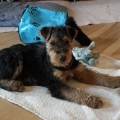Baldur in der Wohnung 26.02.