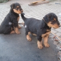 Bruno und Baxter halten Ausschau