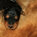 unser "E "chen