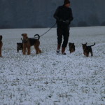Feldhasen