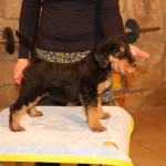 Dorothea