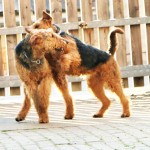IMG_9822 (2)