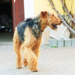 IMG_9827 (2)