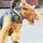 IMG_9827 (3)