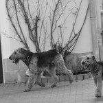 IMG_9855 (2)