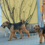 IMG_9855 (3)