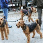 IMG_9941 (2)