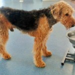 15.08. sein letzter Tag, morgens plötzliche Koordinationsprobleme seines linken Vorder- und Hinterlaufes am 15.08. Klinikbesuch
