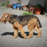 am 2. Tag lief er wieder im Hof umher