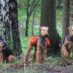 IMG_1239