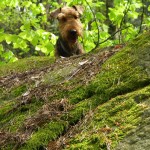 hunde mai 2016 019 (3)